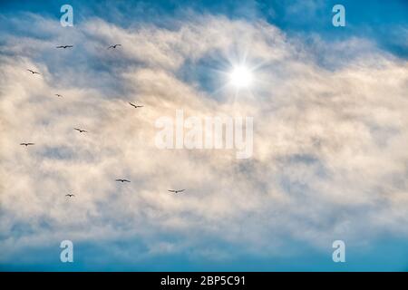 Ein strahlender Stern scheint durch die weißen Wolken am blauen Himmel Stockfoto