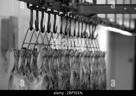 Lamm hängt an Fleischhaken bei einem Großhändler Stockfoto