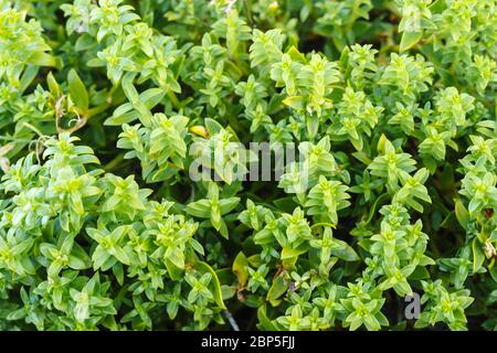 Honckenya peploides (Seabach sandwort) wächst an einem Strand auf Graham Island, Haida Gwaii, British Columbia Stockfoto