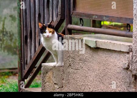 Neugierige Calico Katze draußen sitzen. predator in der Beobachtung von hinter dem Zaun Stockfoto