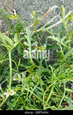 Cakile maritima (Europäische Seekuh) wächst im Sand über Flut auf Graham Island, Haida Gwaii, British Columbia Stockfoto