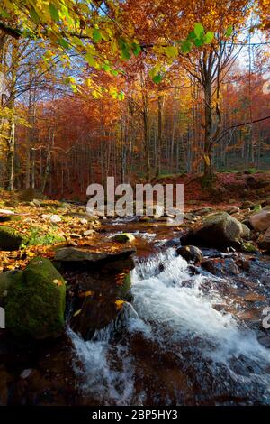 Gebirgsfluss im Herbstwald. Herbstlandschaft. Felsen im Fluss, der durch Wald am Fuße des Berges fließt Stockfoto