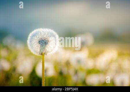 Löwenzahn-Feld im Morgenlicht. Schöne Naturlandschaft mit flauschigen Blumen auf der Wiese im Frühjahr. Malerische Landschaft Umgebung mit di Stockfoto