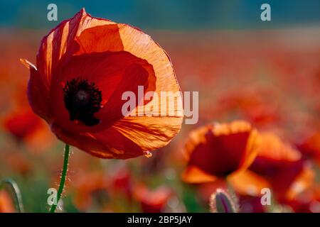 Rote Mohnblüte auf Wiese im Abendlicht. Wunderbare Natur Hintergrund in Sommerlandschaft Stockfoto