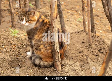 Das Porträt einer Katze im Garten Stockfoto