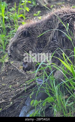 Drahendorf, Deutschland. Mai 2020. Ein europäischer Biber (Castor Fiber) ist am Ufer der Drahendorfer Spree zu sehen, einem Abschnitt der rund 400 Kilometer langen Spree. Der europäische Biber (Rizinusfaser) ist das größte Nagetier in Europa. Ein ausgewachsenes Tier wächst bis zu 1.30 Meter Länge. Die Kelle, der flache Schwanz des Bibers, kann bis zu etwa 30 Zentimeter lang werden. Quelle: Patrick Pleul/dpa-Zentralbild/ZB/dpa/Alamy Live News Stockfoto