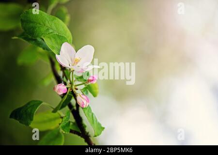 Apfelblüten im Frühjahr hautnah. Stockfoto