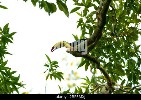 Kielschnabeltoukan, Ramphastos sulfuratus, im dichten Regenwald des Soberania Nationalparks, Republik Panama. Stockfoto