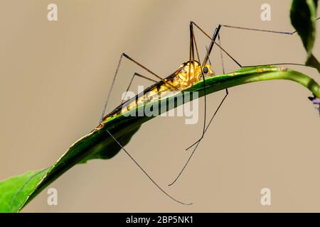 Kranich fliegen auf einem Blatt Stockfoto