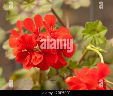 Pelargonium blühend in schönem Rot. Nahaufnahme Blume Stockfoto