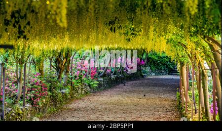 Der goldene Laburnum-Bogen in den Bodnant Gardens des National Trust in der Nähe von Colwyn Bay, Conwy, North Wales, da die Gärten während der Coronavirus-Pandemie für Besucher geschlossen bleiben. Diese Saison ist die früheste, die der 145 Jahre alte Laburnum-Bogen in einem Jahrzehnt geblüht hat. Stockfoto