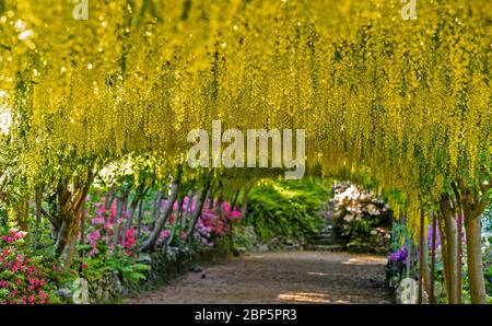 Der goldene Laburnum-Bogen in den Bodnant Gardens des National Trust in der Nähe von Colwyn Bay, Conwy, North Wales, da die Gärten während der Coronavirus-Pandemie für Besucher geschlossen bleiben. Diese Saison ist die früheste, die der 145 Jahre alte Laburnum-Bogen in einem Jahrzehnt geblüht hat. Stockfoto