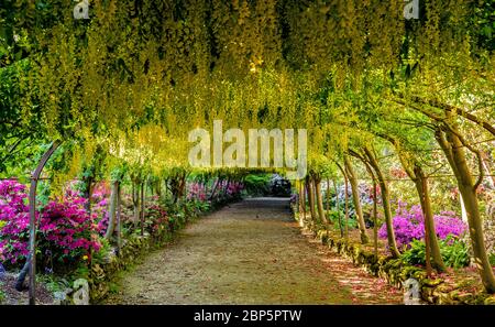 Der goldene Laburnum-Bogen in den Bodnant Gardens des National Trust in der Nähe von Colwyn Bay, Conwy, North Wales, da die Gärten während der Coronavirus-Pandemie für Besucher geschlossen bleiben. Diese Saison ist die früheste, die der 145 Jahre alte Laburnum-Bogen in einem Jahrzehnt geblüht hat. Stockfoto