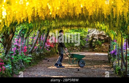 Ein Gärtner geht unter dem goldenen Laburnum-Bogen in den Bodnant Gardens des National Trust in der Nähe von Colwyn Bay, Conwy, North Wales, spazieren, da die Gärten während der Coronavirus-Pandemie für Besucher geschlossen bleiben. Diese Saison ist die früheste, die der 145 Jahre alte Laburnum-Bogen in einem Jahrzehnt geblüht hat. Stockfoto