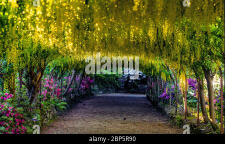 Der goldene Laburnum-Bogen in den Bodnant Gardens des National Trust in der Nähe von Colwyn Bay, Conwy, North Wales, da die Gärten während der Coronavirus-Pandemie für Besucher geschlossen bleiben. Diese Saison ist die früheste, die der 145 Jahre alte Laburnum-Bogen in einem Jahrzehnt geblüht hat. Stockfoto