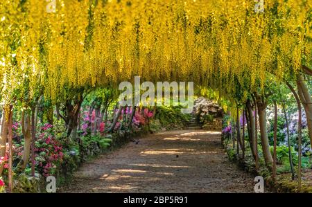 Der goldene Laburnum-Bogen in den Bodnant Gardens des National Trust in der Nähe von Colwyn Bay, Conwy, North Wales, da die Gärten während der Coronavirus-Pandemie für Besucher geschlossen bleiben. Diese Saison ist die früheste, die der 145 Jahre alte Laburnum-Bogen in einem Jahrzehnt geblüht hat. Stockfoto