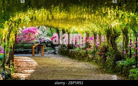 Der goldene Laburnum-Bogen in den Bodnant Gardens des National Trust in der Nähe von Colwyn Bay, Conwy, North Wales, da die Gärten während der Coronavirus-Pandemie für Besucher geschlossen bleiben. Diese Saison ist die früheste, die der 145 Jahre alte Laburnum-Bogen in einem Jahrzehnt geblüht hat. Stockfoto