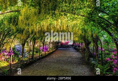 Der goldene Laburnum-Bogen in den Bodnant Gardens des National Trust in der Nähe von Colwyn Bay, Conwy, North Wales, da die Gärten während der Coronavirus-Pandemie für Besucher geschlossen bleiben. Diese Saison ist die früheste, die der 145 Jahre alte Laburnum-Bogen in einem Jahrzehnt geblüht hat. Stockfoto