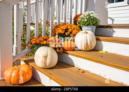 Mums & Pumpkins auf Holztreppen, Vermont Stockfoto