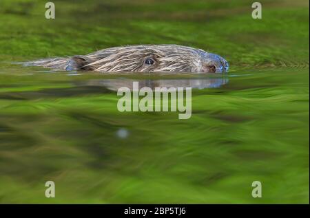 Drahendorf, Deutschland. Mai 2020. Ein europäischer Biber (Castor Fiber) schwimmt in der Drahendorfer Spree, einem Abschnitt der rund 400 Kilometer langen Spree. Der europäische Biber (Rizinusfaser) ist das größte Nagetier in Europa. Ein ausgewachsenes Tier kann bis zu 1.30 Meter lang werden. Die Kelle, der flache Schwanz des Bibers, kann bis zu etwa 30 Zentimeter lang werden. Quelle: Patrick Pleul/dpa-Zentralbild/ZB/dpa/Alamy Live News Stockfoto