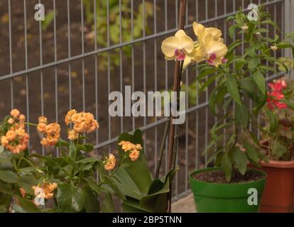Ein paar Topfblumen in der Nähe des Zauns Stockfoto