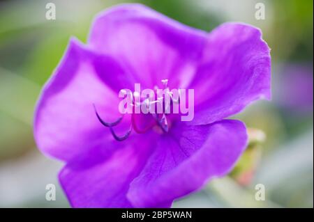 Tibouchina urvilleana, ‘edwardsii’, Prinzessin Blume, lila Glory Busch Stockfoto