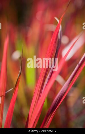 Imperata cylindrica ‘rubra’, Speergras, cogongras Stockfoto