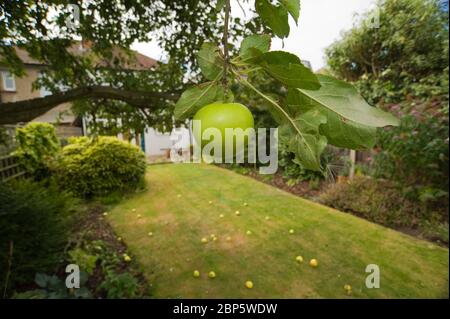 Bramley Apfel wächst auf Baum mit Windrad Äpfel auf Rasen, London, Großbritannien Stockfoto