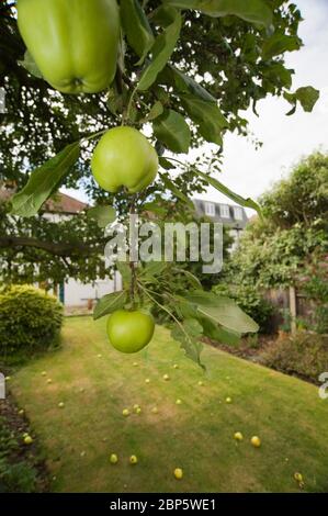 Bramley Apfel wächst auf Baum mit Windrad Äpfel auf Rasen, London, Großbritannien Stockfoto