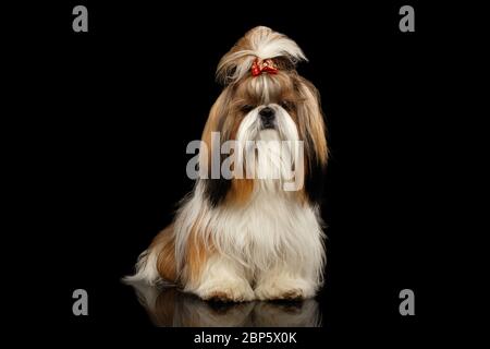 Porträt von Shih Tzu Hund, gepflegt sitzen auf isoliertem schwarzen Hintergrund Stockfoto