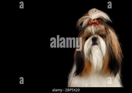 Porträt des Shih Tzu Hundes, gepflegt auf isoliertem schwarzem Hintergrund Stockfoto