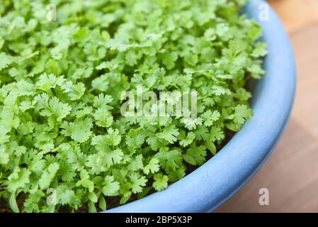 Koriander Pflanze Blatt Pflanzung im Topf in der graden Natur Hintergrund / Grün Koriander Blätter Gemüse für Lebensmittel Zutaten Stockfoto