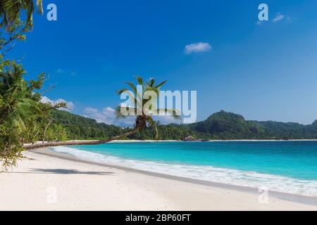 Tropischer weißer Sandstrand mit Kokopalmen und türkisfarbenem Meer auf der Karibikinsel. Stockfoto