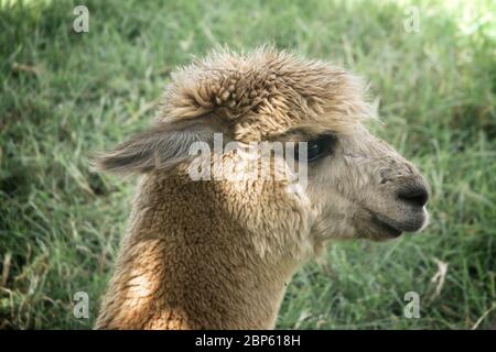 kopf des lama-Alpaka Stockfoto