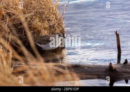 Sandpiper versteckt sich in der Nähe einer Beule in einem Sumpf Stockfoto
