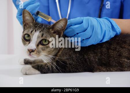 Der behandelnde Tierarzt überprüft die Katze in der Tierklinik. Stockfoto