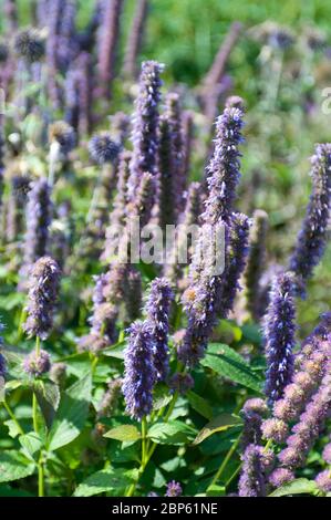Mexikanischer Riesenshop, Agastache blaues Glück Stockfoto