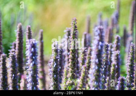Mexikanischer Riesenshop, Agastache blaues Glück Stockfoto
