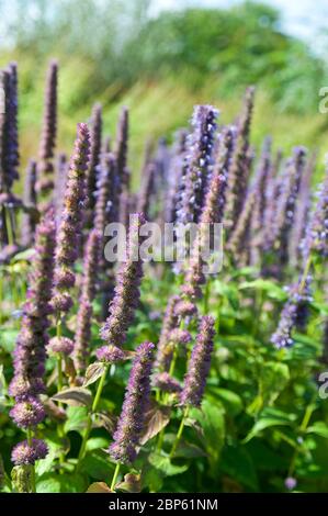 Mexikanischer Riesenshop, Agastache blaues Glück Stockfoto