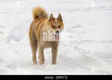 Ginger Yakut Jagd Husky (laika) auf weißem Schnee Nahaufnahme Stockfoto