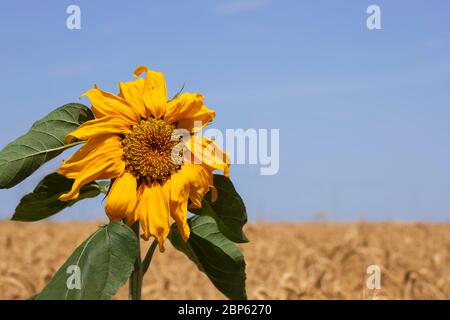 Kopf einer blühenden Sonnenblumenblume Nahaufnahme auf einem Hintergrund von blauem Himmel und einem Feld von reifem Weizen Stockfoto