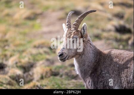 Porträt eines Steinbockes Stockfoto