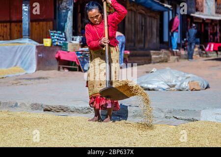 Bhaktapur, Nepal - Oktober 27.2018 : Alte Nepalesin, die Reis beim Trocknen an der Sonne in bhaktapur, Nepal siecht. Stockfoto