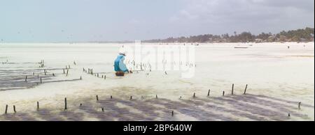 Reihen von Algen auf einer Algenfarm, Paje, Sansibar Insel, Tansania Stockfoto