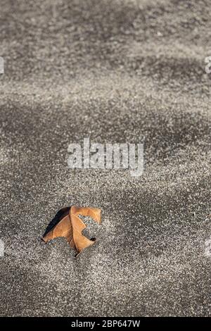 Blatt teilweise im Sand am Strand Playa Fanabe während Phase eins der Deeskalation des Covid 19, Coronavirus, State of Emergency, Fanabe, Co. Begraben Stockfoto