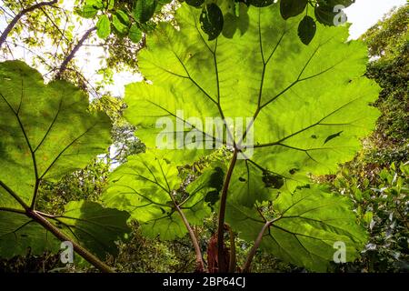 Große Blätter im Nebelwald des Nationalparks La Amistad, Provinz Chiriqui, Republik Panama. Stockfoto