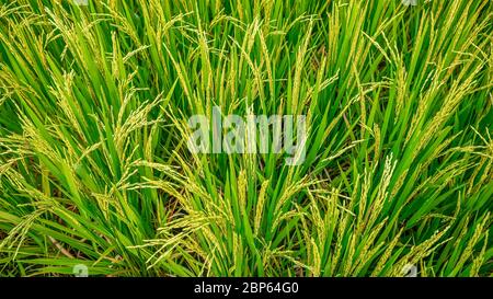 Ein voller Rahmen Ansicht von balinesischem Reis wächst in einem Feld, mit dem Getreide reift auf den Stielen, fast bereit zur Ernte. Stockfoto
