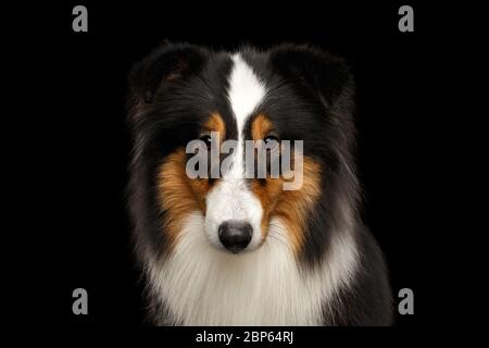 Porträt von Shetland Sheepdog Blick auf isolierten schwarzen Hintergrund Stockfoto