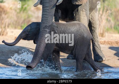 Elefanten in der Nähe einer Verstecke am Wasserloch des Kavinga Safari Camp, Simbabwe Stockfoto