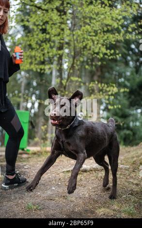 Brown labrador Retriever mit Seifenblasen spielen Stockfoto